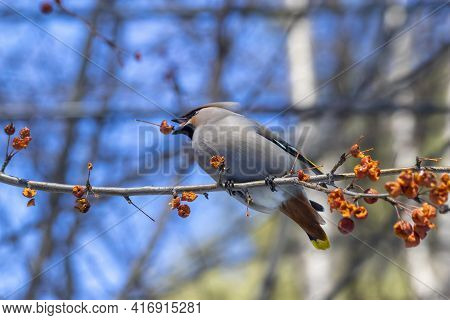 Hungry gray waxwings eagerly swallow last year's frozen apples