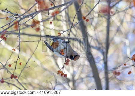 Hungry Gray Waxwings Eagerly Swallow Last Year\'s Frozen Apples