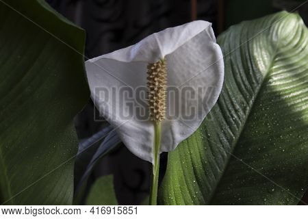 A Flowering White Flower Spathiphyllum Close-up. The Concept Of Growing And Caring For Unpretentious