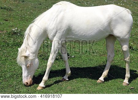 White Albino Young Horse While Grazing In Mountain