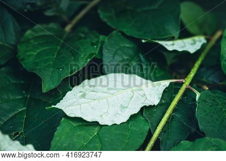 Vivid Minimalist Nature Background With Dew Drops On Green Leaves Close Up. Beautiful Green Minimal 
