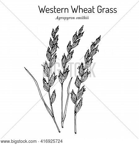 Western Wheat Grass Agropyron Smithii , Prairie Grass, State Grass Of South Dakota. Hand Drawn Botan