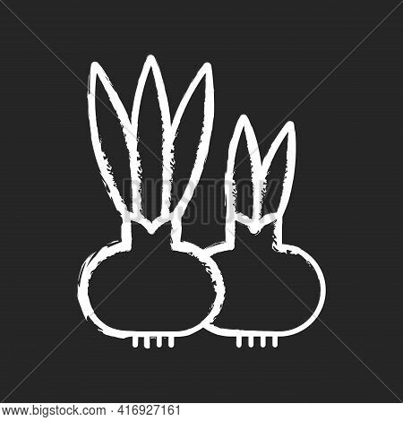 Flower Bulbs Chalk White Icon On Black Background. Short Stem With Fleshy Leaves Or Leaf Bases That 