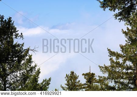 Pine Trees On A Mountain Ridge Overlooking Coastal Stratus Clouds Taken At An Alpine Forest In The R