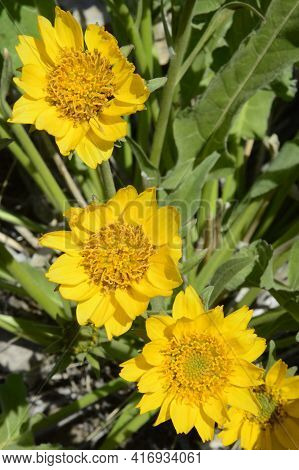 Cary's Balsamroot Flowers Yakima County Washington State