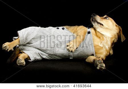 little dog