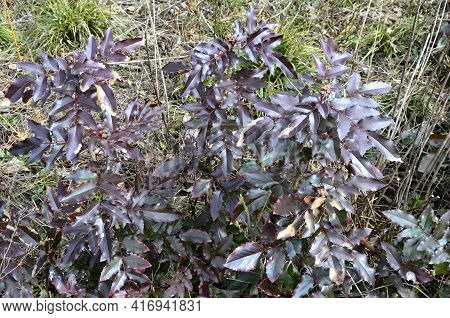 Bush Of Mahonia With Leaves And Berries