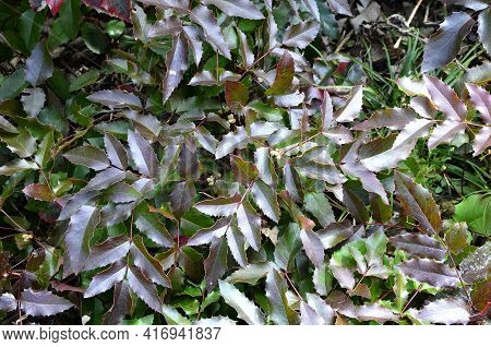 Bush Of Mahonia With Leaves And Berries
