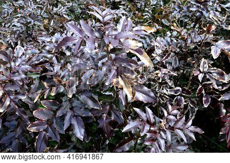 Bush Of Mahonia With Leaves And Berries