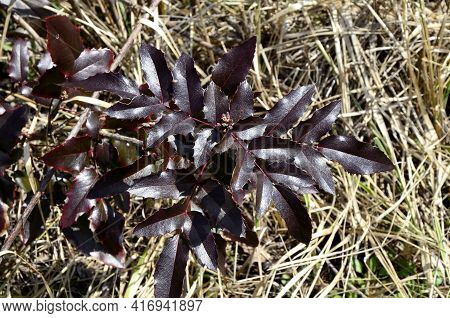 Bush Of Mahonia With Leaves And Berries