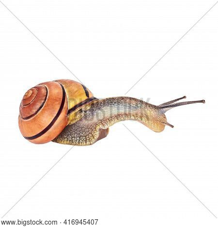 Burgundy Snail On A White Background. Isolated. Helix Pomatia - Burgundy Snail, Roman Snail, Edible 