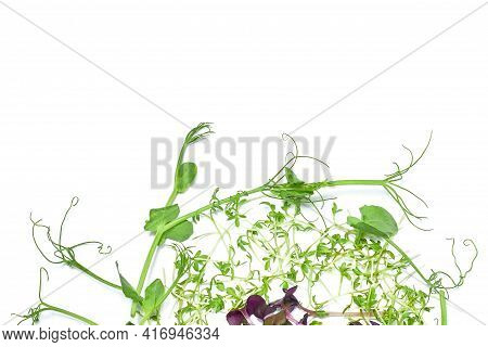 Micro Green Plant Sprouts Isolated On A White Background. Radish Microselen. Assortment Of Micro-gre