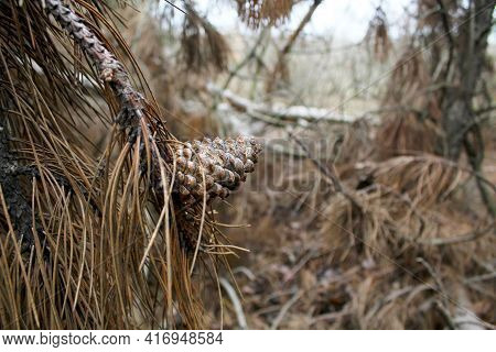 Pine Cone Among Dry Needles And Tree Branches In The Forest, Blurred Background