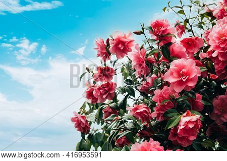 Beautiful Pink Evergreen Camellia Tree With Blooming Flowers During Springtime In English Garden, Uk