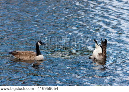 Two Canada Geese (branta Canadensis) Are Swimming On The Surface Of Blue Lake Water, With One Upende