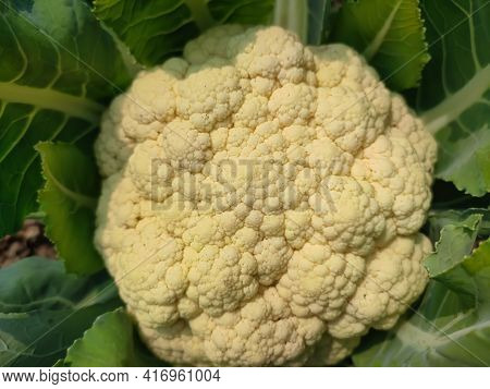 Cauliflower Is One Of Several Vegetables In The Species Brassica Oleracea In The Genus Brassica, Whi