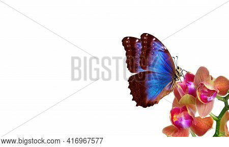 Tropical Nature. Bright Blue Tropical Morpho Butterfly On Colorful Orchid Flowers Isolated On White.