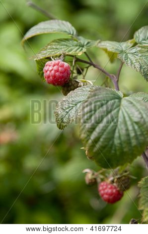 .Raspberry