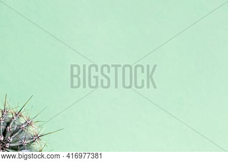 Background From Parts Of A Cactus On A Green Background. Plant Texture With Thorns.