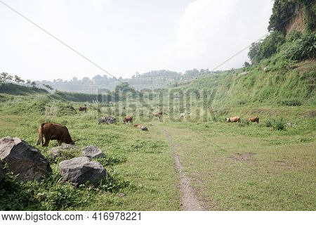 Quarry Field Abandoned With Rock Break & Meadow. Nature Sanctuary Ranu Manduro, Mojokerto, East Java