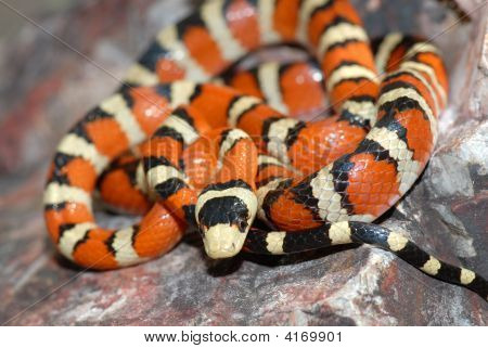 Lampropeltis Pyromelana