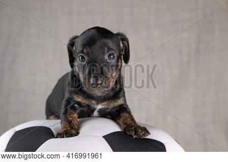 Jack Russell Terrier Puppy Lies On A Soft White With Black Toy Ball, 5 Weeks Old Brindle Dog. In Fro