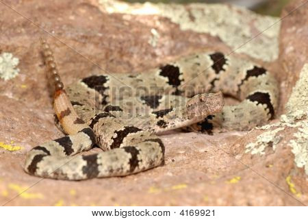 Crotalus Lepidus Klauberi