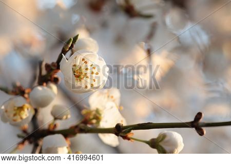 Spring flowers tree branch sunrise Nature flower background flower Nature background Nature flower macro flower sunset flower Nature flower Closeup Nature background flower Nature flower Nature background White flowers Nature flower Nature background.