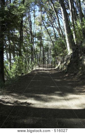Forrest Corridos