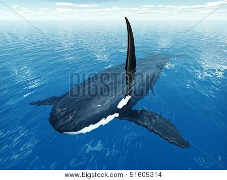 Killer Whale