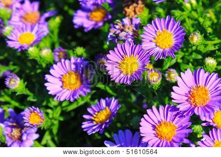 Purple aster flowers