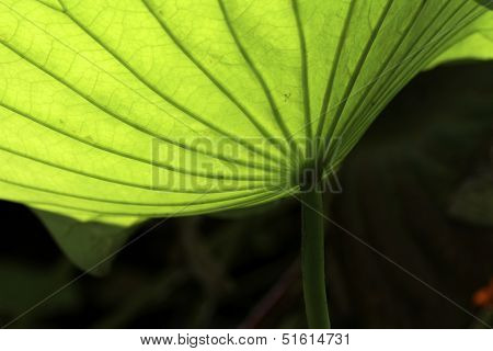 lotus flower leaf detail