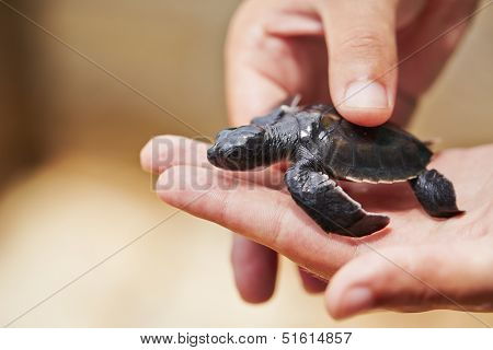 Newborn  Turtle