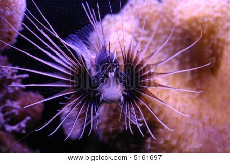amazing Fisch am Riff