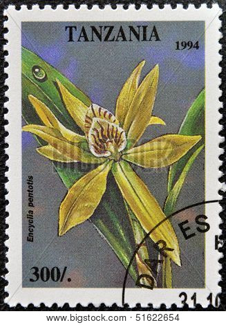 A stamp printed in Tanzania dedicated to tropical flowers shows encyclia pentotis