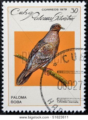 A stamp printed in Cuba dedicated to feral pigeons will shows Plain Pigeon (Columba inornata)