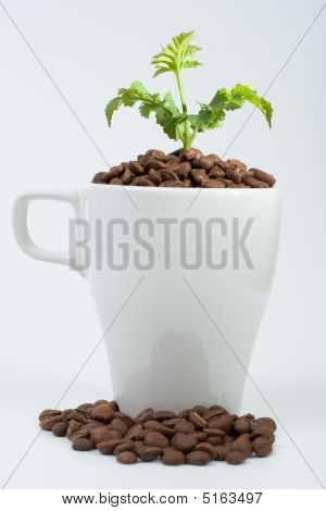 植物のコップ