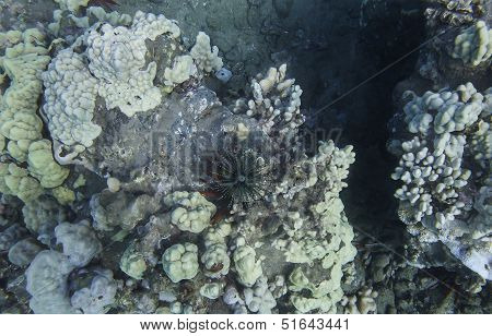 Orchin And Anemone