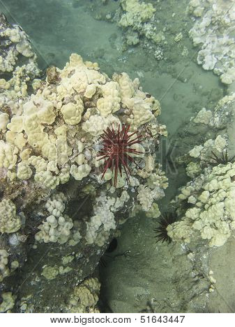 Red Pencil Sea Urchin