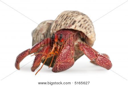 Paguro - Coenobita Perlatus