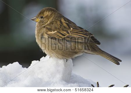 Sparrow