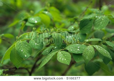 Foliage