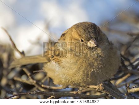 Sparrow
