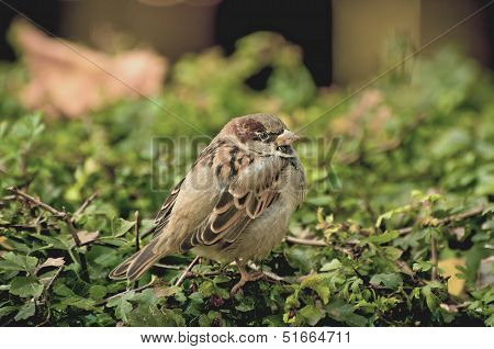 Sparrow
