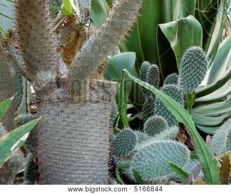 Groupe de cactus