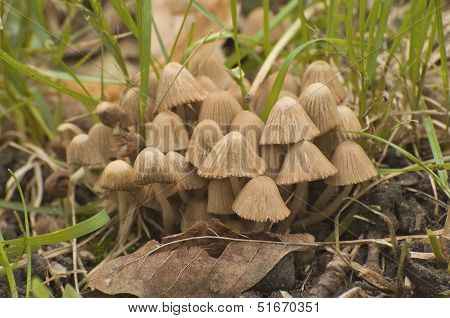 Poisonous mushroom