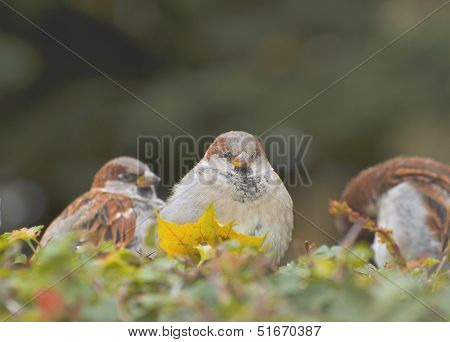 Sparrows