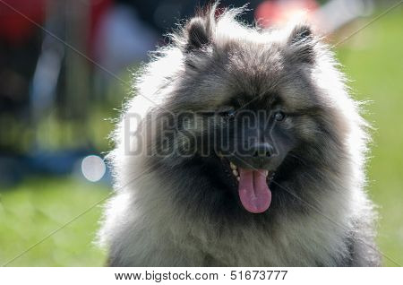 Keeshound, Keeshond