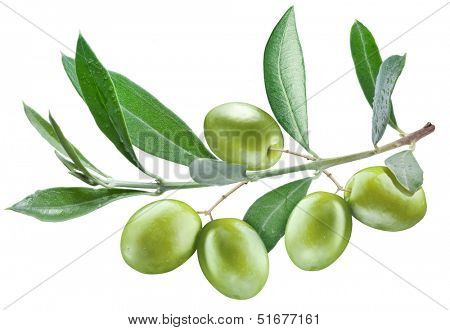 Branch of olive tree with green olives on it isolated on a white.