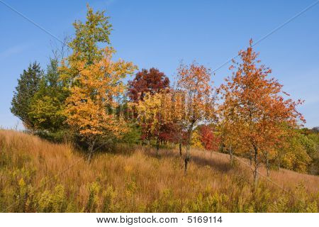 Colorato rotazione alberi